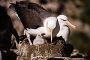 Picture 'Ant1_1_00191 Black-browed Albatross, Diomedea Melanophris, Antarctica and sub-Antarctic islands, Falkland Islands, West Point'